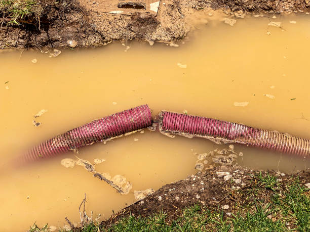 Best Mold removal after water damage  in Horseshoe Bend, AR